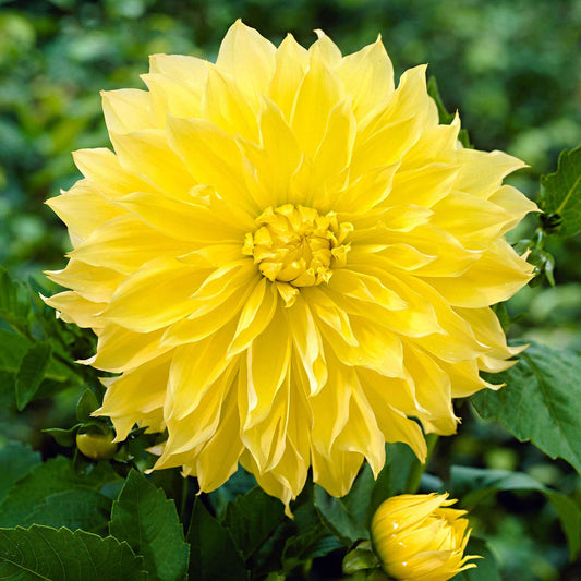 3 Dahlias Kelvin Floodlight - Bakker