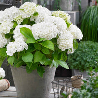 Hortensia blanc 'Forever & Ever' - Arbustes