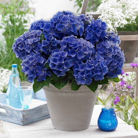 Hortensia 'Blue Boogie Woogie'® - Bakker