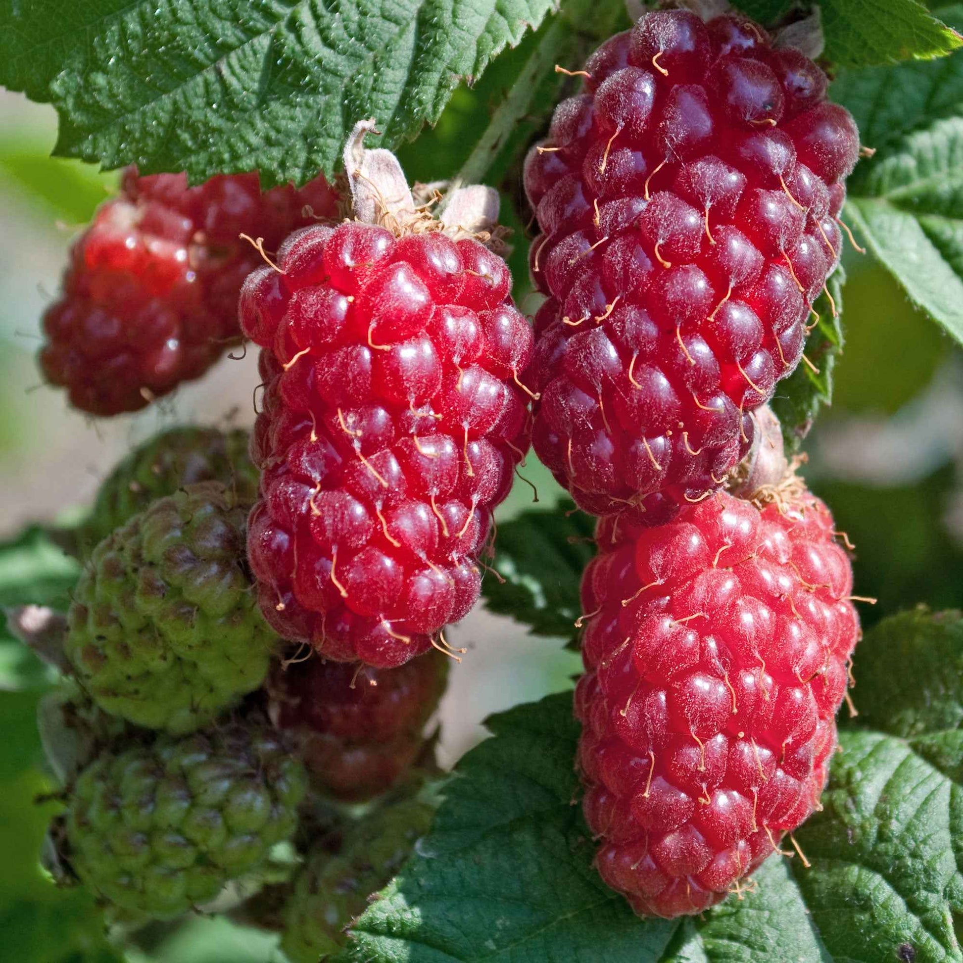 Tayberries Rubus 'Tayberry' - Biologique rouge - Arbustes