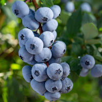 Myrtille Vaccinium 'Brigitta Blue' Bleu - Bio - Fruits