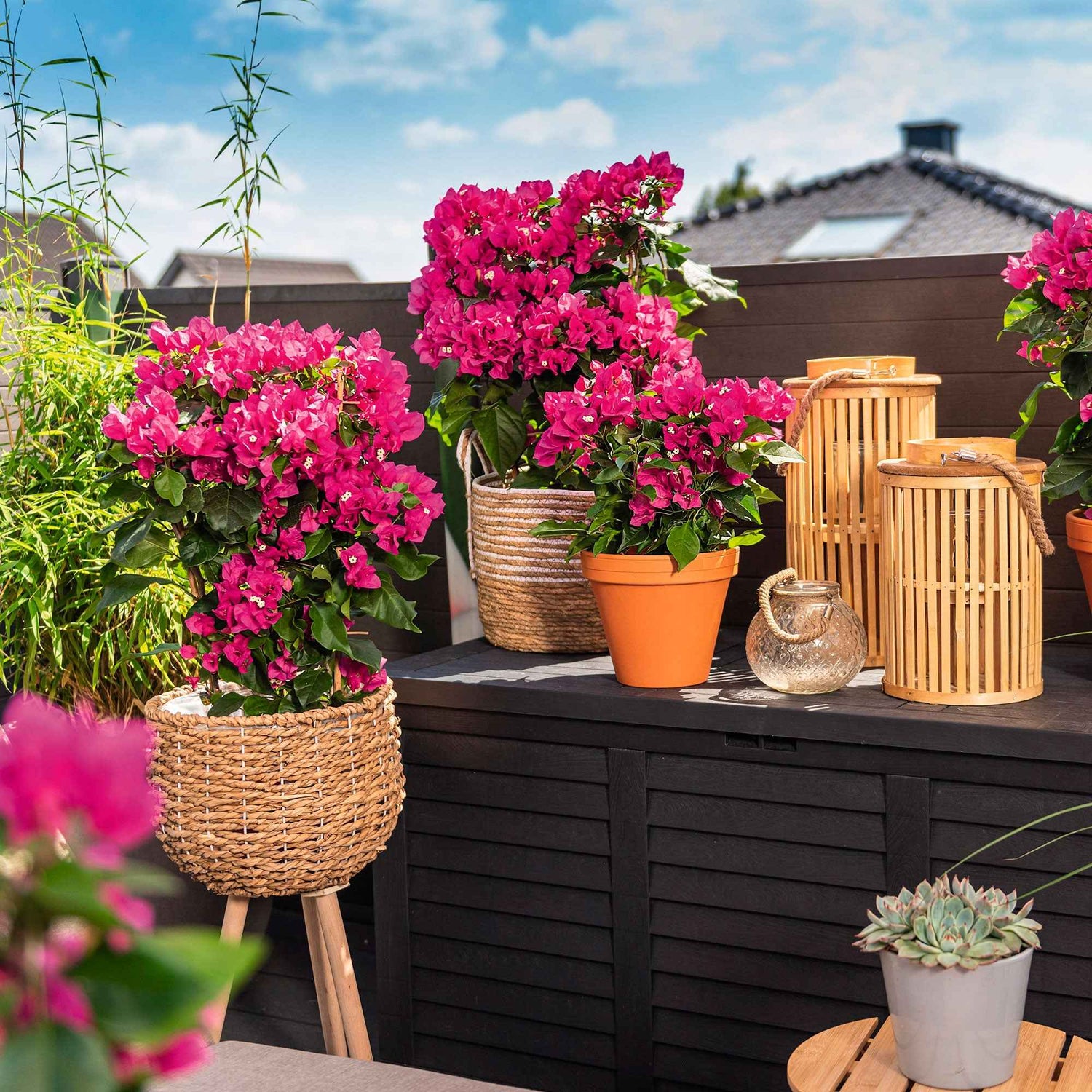 Bougainvillier - Bougainvillea