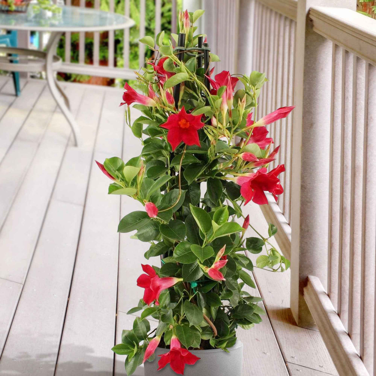 Mandevilla - Dipladenia pyramide rouge - Jasmin du Chili - Mandevilla