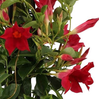 Jasmin du Chili Mandevilla piramide rouge - Fleurs d'été