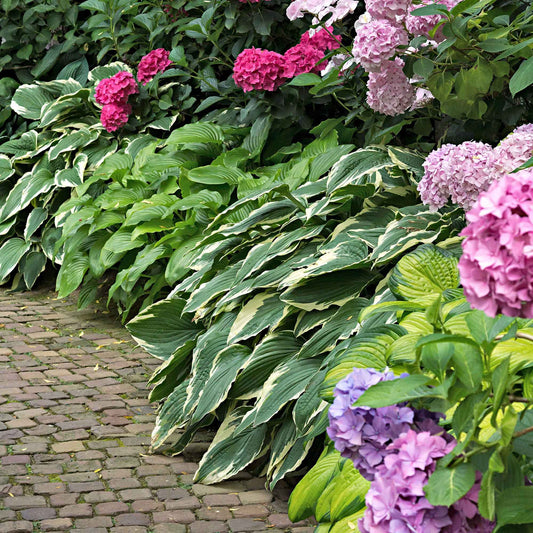 3 Hostas Colourful Shadow - Bakker