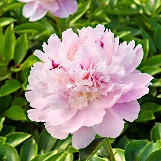 Pivoine Paeonia 'Eden's Parfume' rose - Plants à racines nues - Arbustes à papillons et plantes mellifères