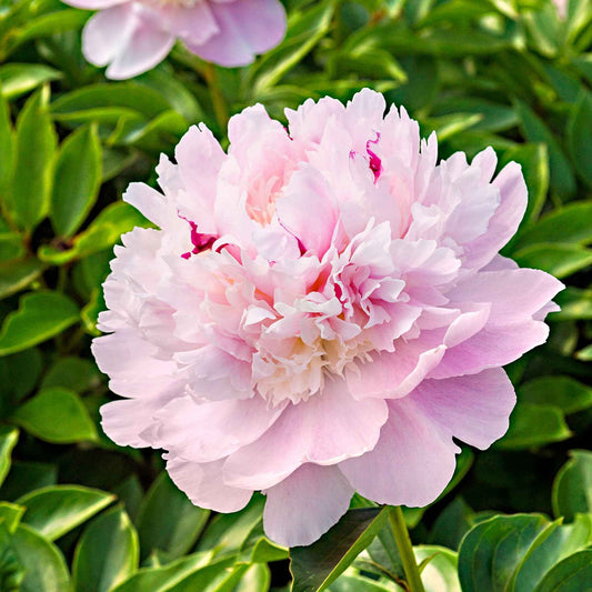 Pivoine 'Eden's Perfume' - Bakker