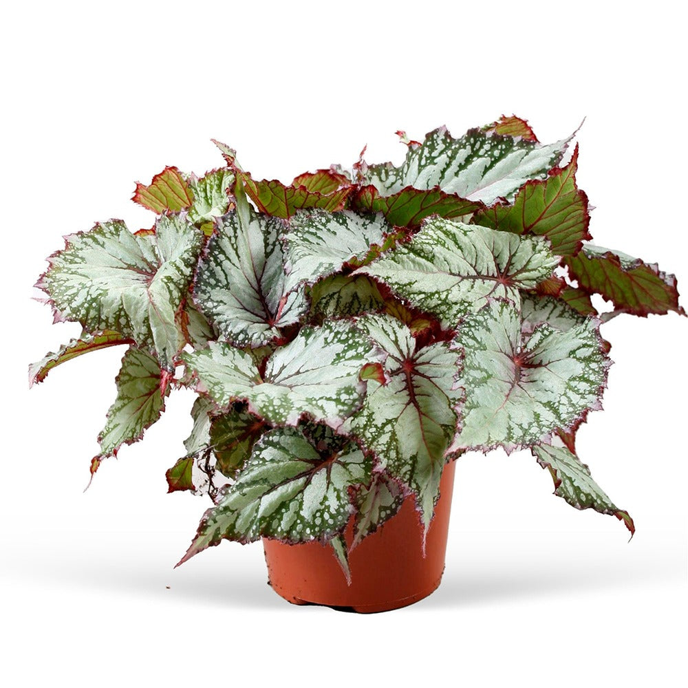 Bakker - Bégonia Begonia 'Asian Tundra' - Begonia beleaf asian tundra