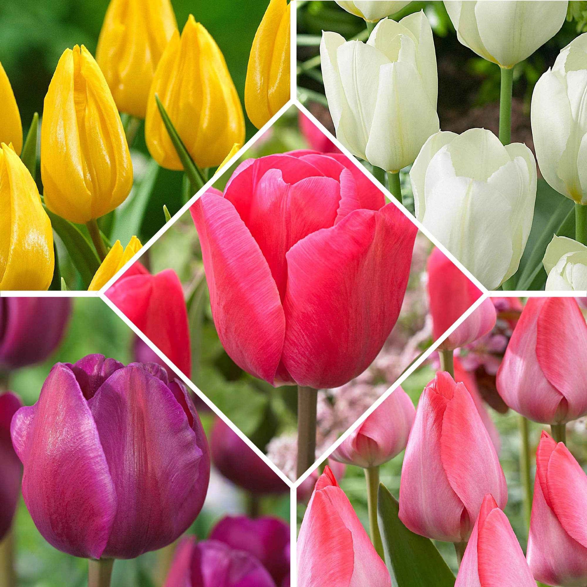 50 Tulipes Happy Garden en mélange
