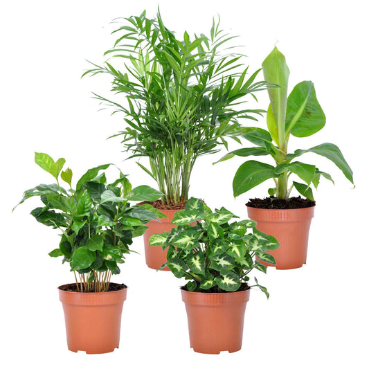 4x Plantes d'intérieur tropicales - Mélange 'Fresh' - Ensembles de plantes d'intérieur