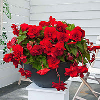 5x Bégonia pendula 'Scarlet' rouge Rouge - Bulbes de fleurs pour la terrasse et le balcon