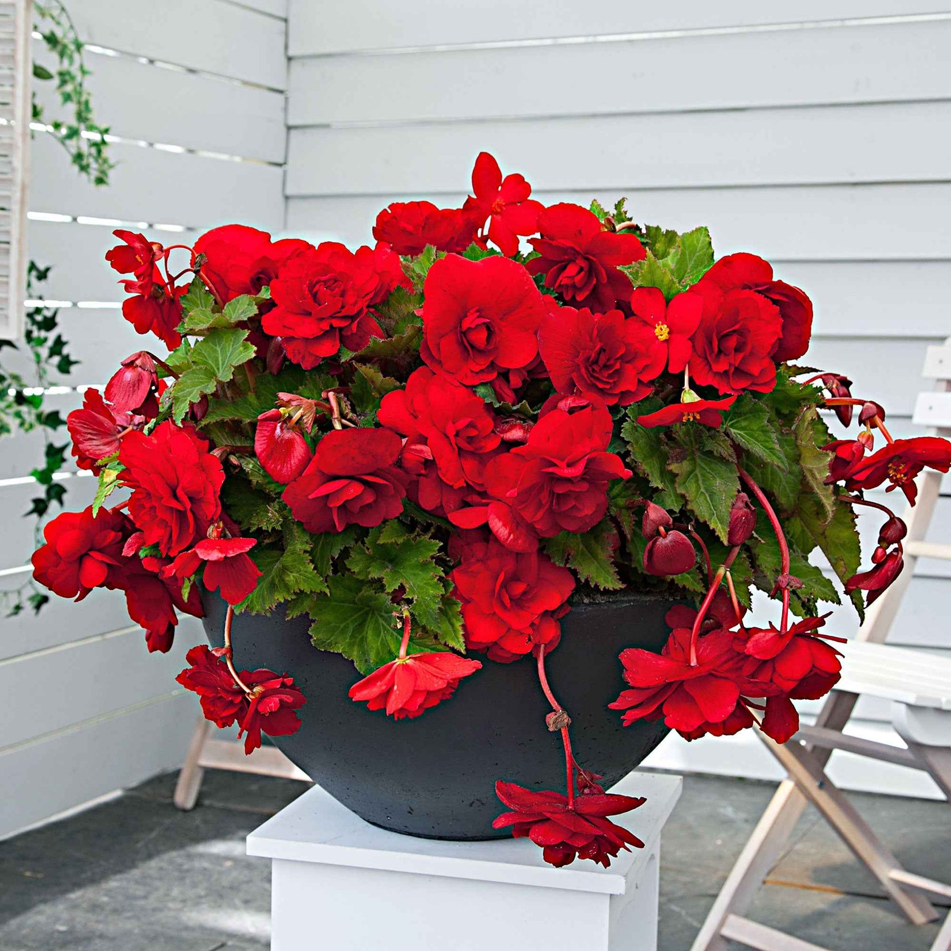 5x Bégonia pendula 'Scarlet' rouge Rouge - Bulbes de fleurs pour la terrasse et le balcon