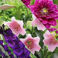 30x Bulbes de fleurs - Mélange 'Hello Summer!' violet - Bulbes d'été