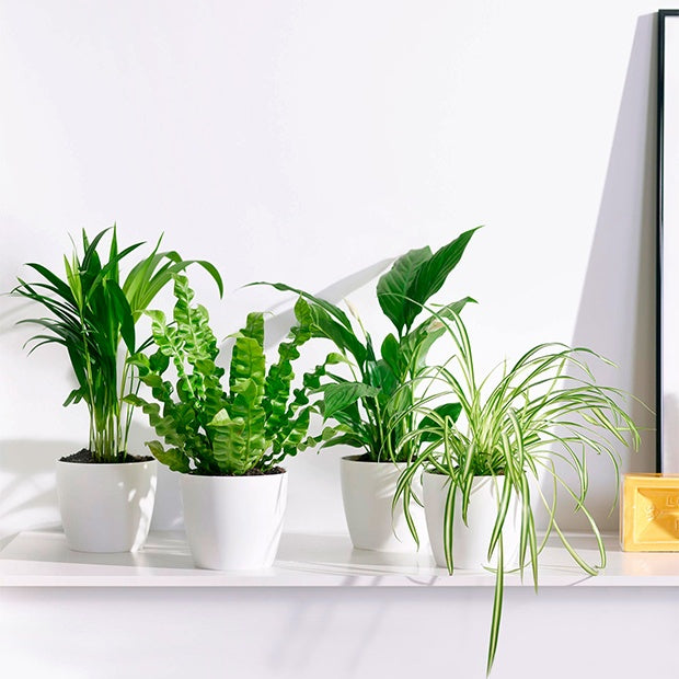 Bakker - Collection de 4 plantes dépolluantes + cache pots Elho blanc - Dypsis, Chlorophytum, Asplenium, Spathiphyllum