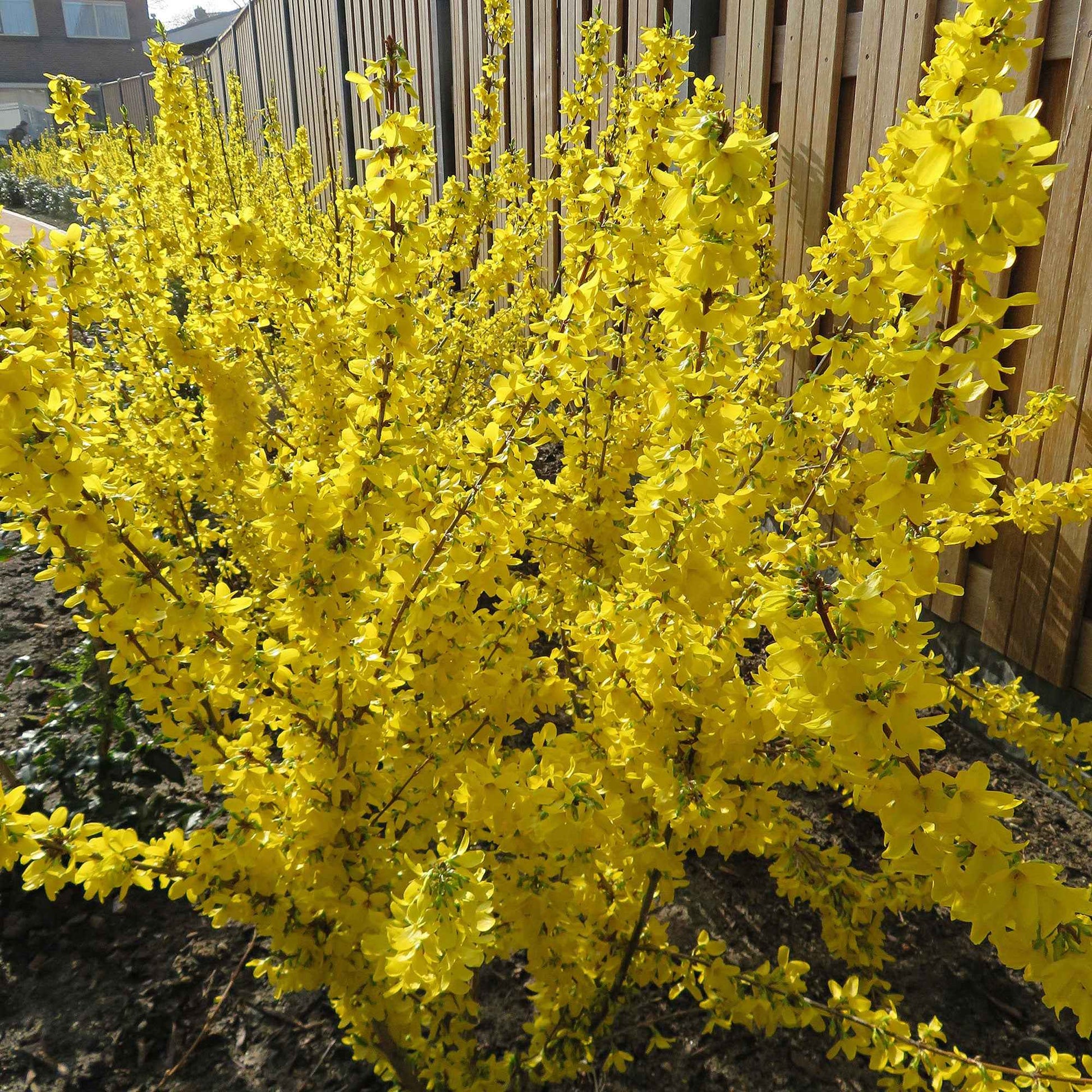 Forsythia 'Mikador' jaune - Arbustes