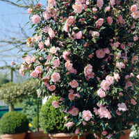 Camélia Camellia japonica 'Bonomiana' rose - Arbustes