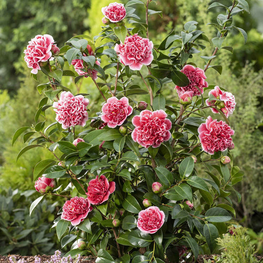 Camélia Camellia x Williamsii 'Volunteer' rose - Arbustes