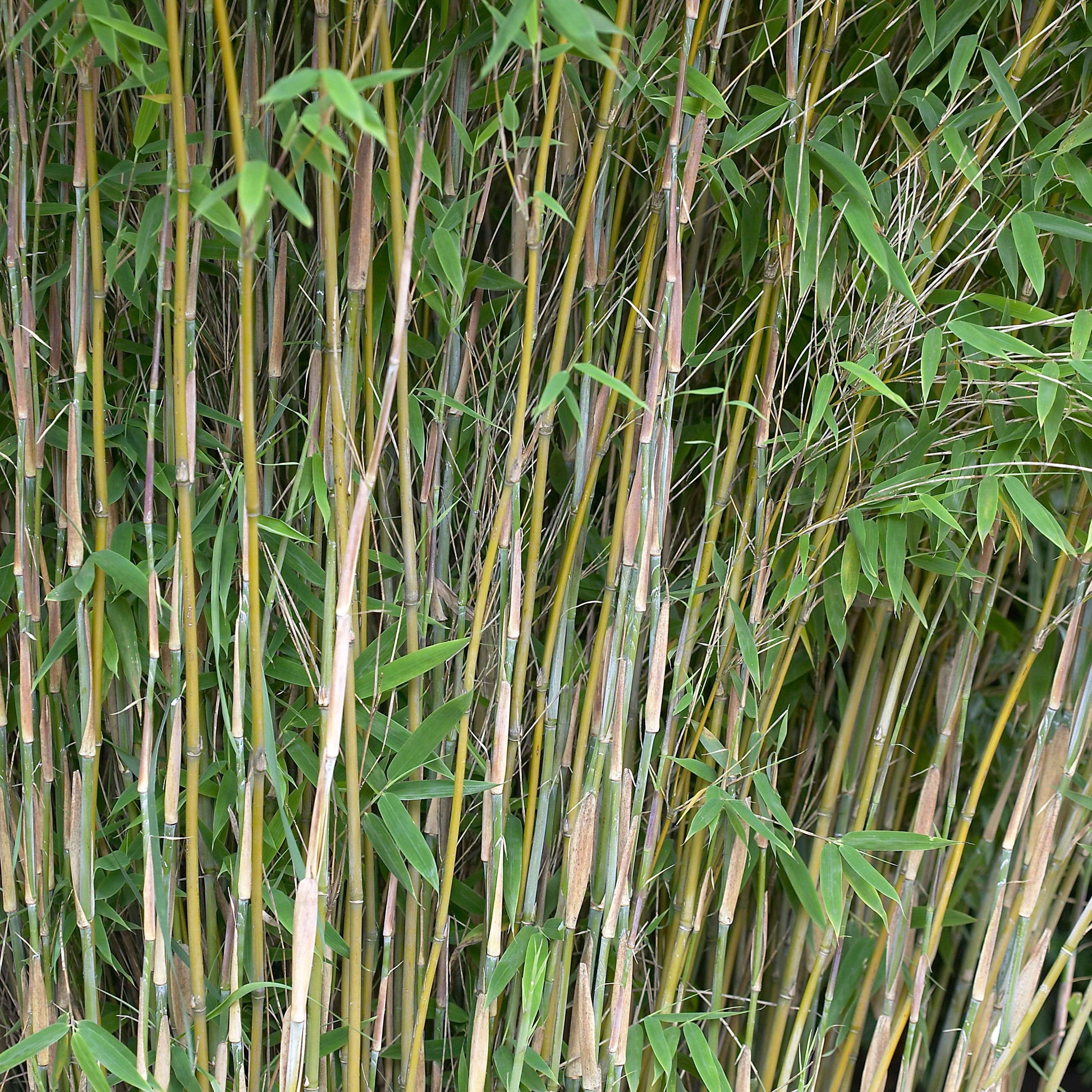 Bambou de haie – Bakker.com