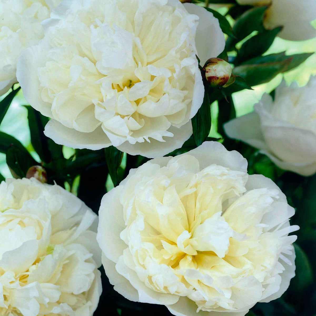 Paeonia lactiflora Duchesse de Nemours - Pivoine 'Duchesse de Nemours' - Pivoines
