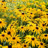 Échinacée Rudbeckia 'Goldsturm' - Biologique jaune - Arbustes à papillons et plantes mellifères