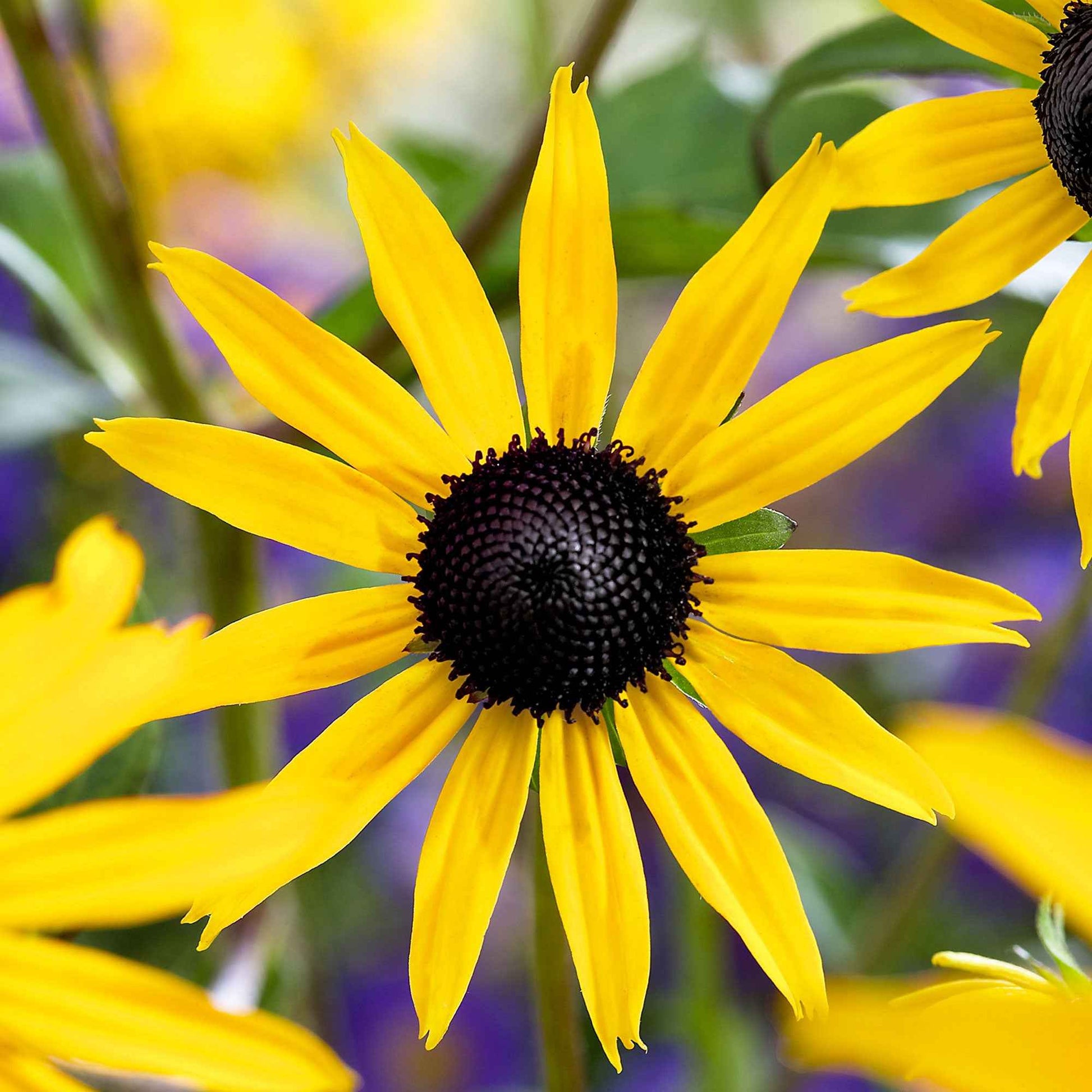 Échinacée Rudbeckia 'Goldsturm' - Biologique jaune - Plantes d'extérieur