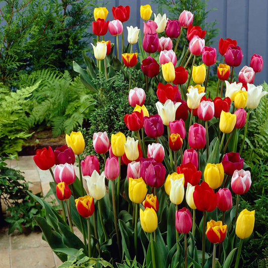 30x La tulipe Tulipa - Mélange '60 days of Tulips' - Bulbes de fleurs populaires
