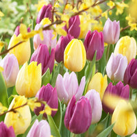 30x La tulipe Tulipa - Mélange '60 days of Tulips' - Mélanges de bulbes de fleurs