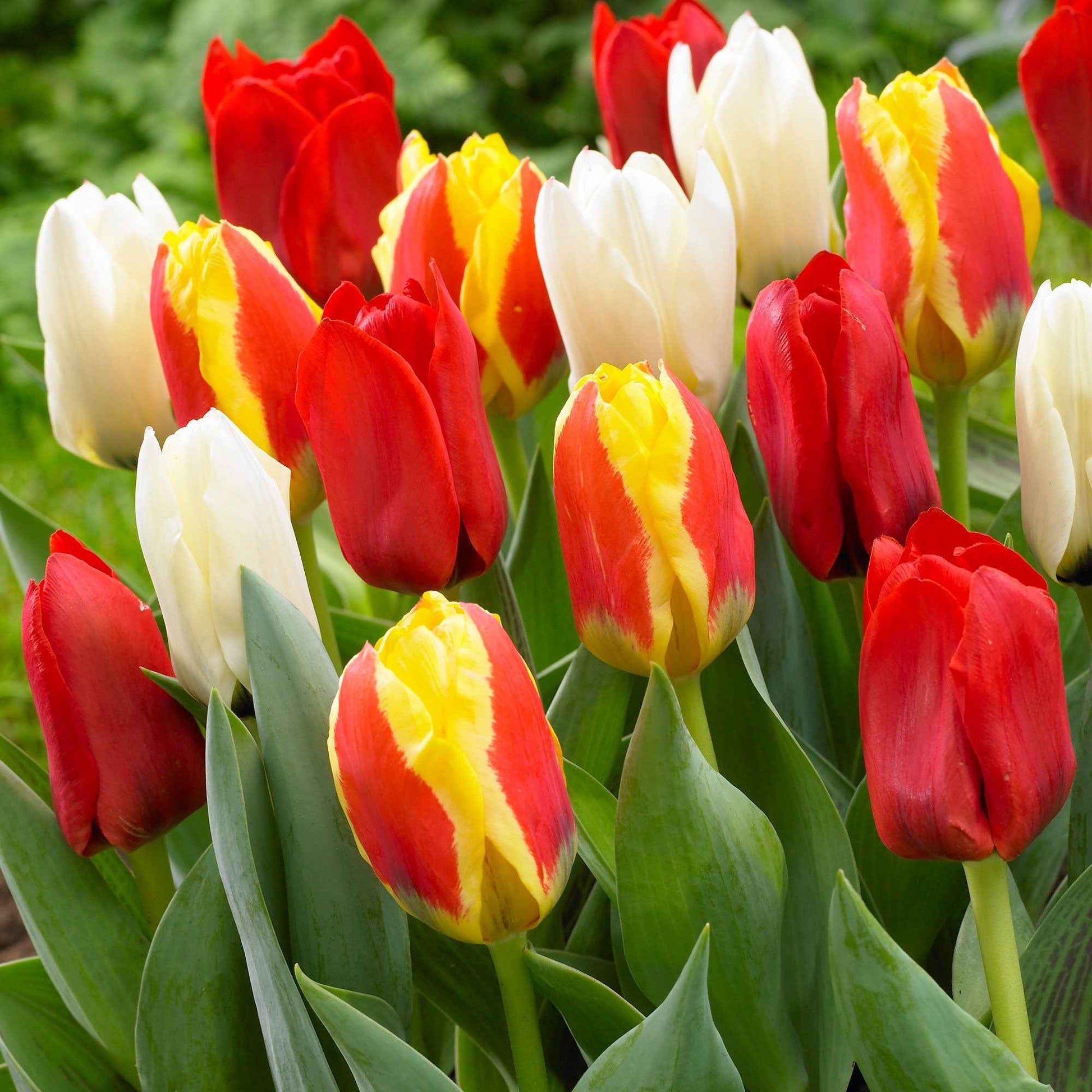 30x La tulipe Tulipa - Mélange '60 days of Tulips' - Bulbes de printemps