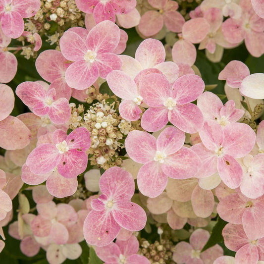 Hortensia paniculé 'Switch Ophelia'® - Bakker