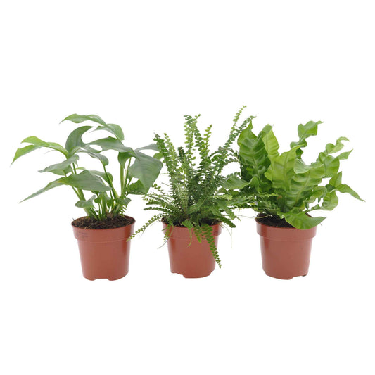 3x Plantes pour salles de bains - Mélange - Ensembles de plantes d'intérieur
