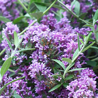 Arbre à papillons Buddleja 'Unique' violet - Fleurs d'été