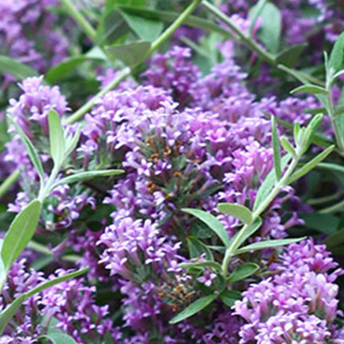 Arbre aux papillons nain 'Unique' - Buddleja alternifolia 'unique' - Bakker