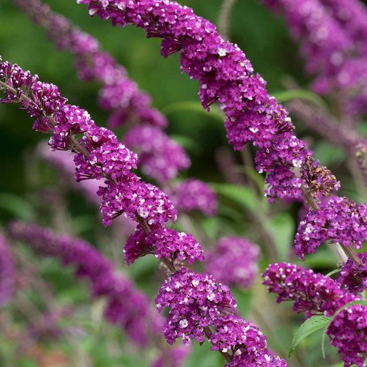 Arbre à papillons Buddleja 'Berries & Cream' violet-blanc - Arbre à papillons - Buddleja