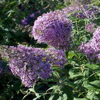 Arbre à papillons Buddleja 'Gulliver' violet - Arbustes fleuris