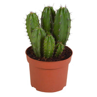 Cactus colonnaire Polaskia chichipe - 1x hauteur de livraison 20-24 cm, pot de Diamètre 12 cm - Cactus - undefined