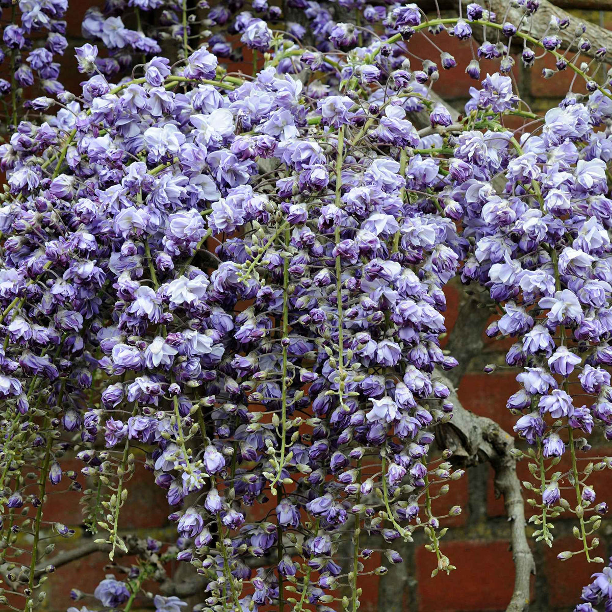 Glycine du Japon 'Black Dragon' - Wisteria floribunda 'black dragon' - Bakker