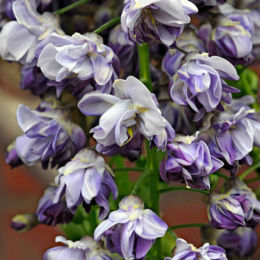 Glycine du Japon 'Black Dragon' - Bakker