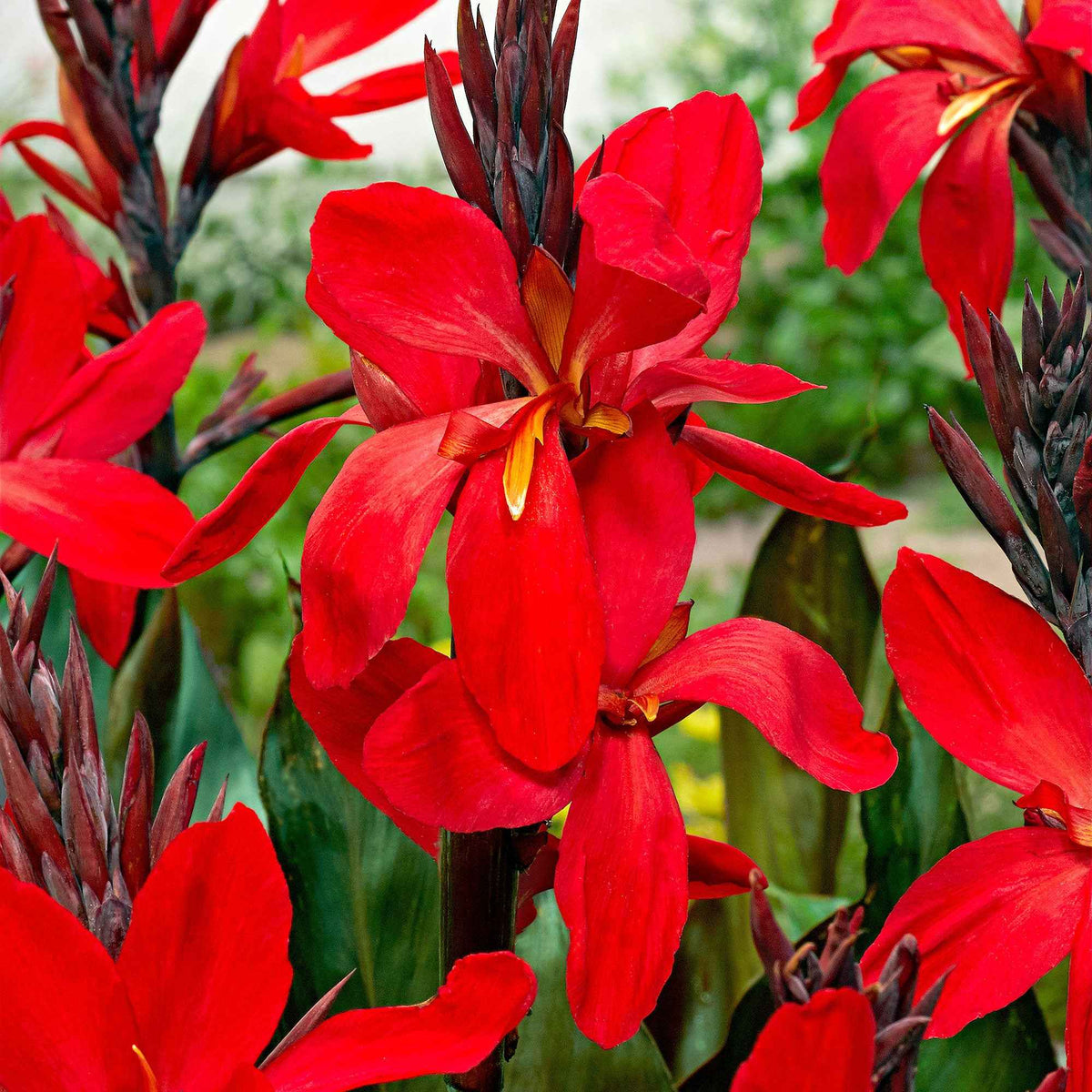 2 Canna Red Futurity - Canna 'red futurity' - Bakker