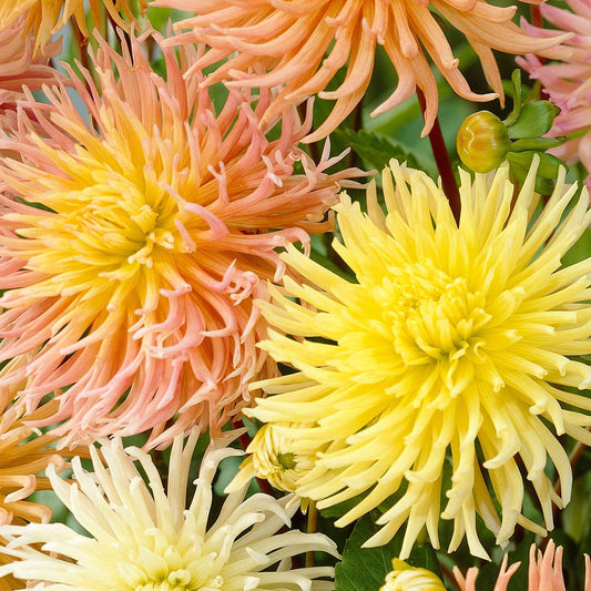 5 Dahlias Star en mélange - Bakker