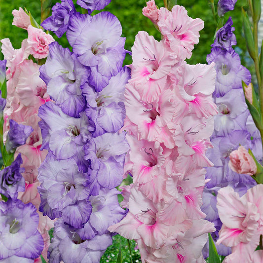 20x Glaïeul Gladiolus - Mélange 'Sweet Pastel Beauty' violet-rose - Arbustes à papillons et plantes mellifères