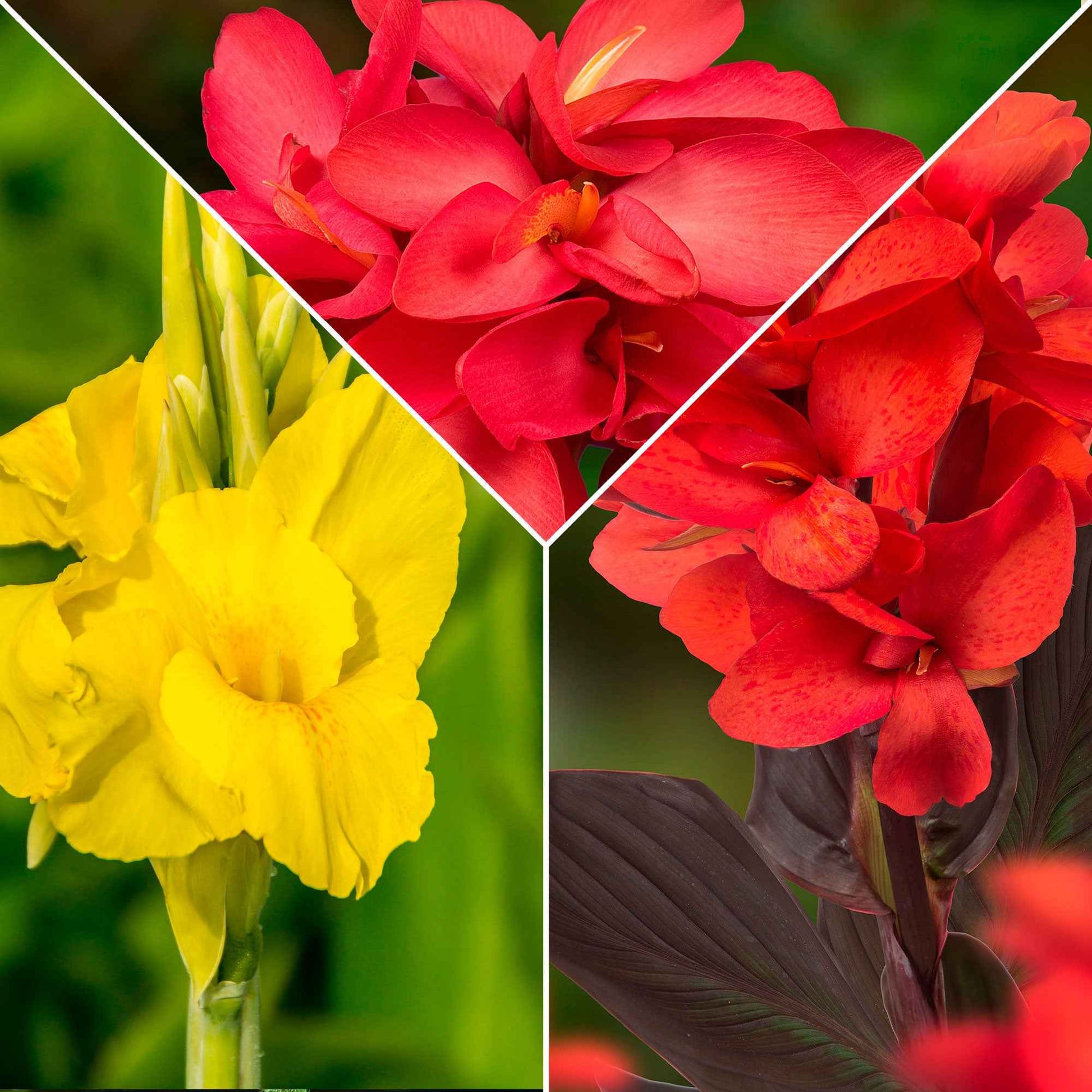 5x Canna d'Inde Canna - Mélange jaune-rouge-orangé - Bulbes d'été