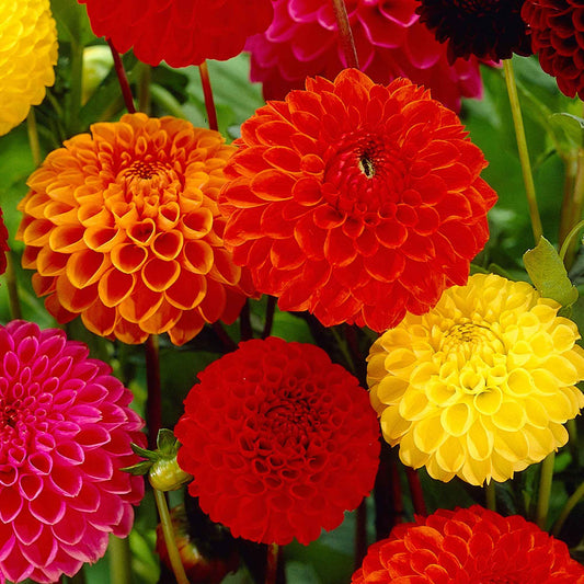 5 Dahlias pompon en mélange Ball Bio - Bakker