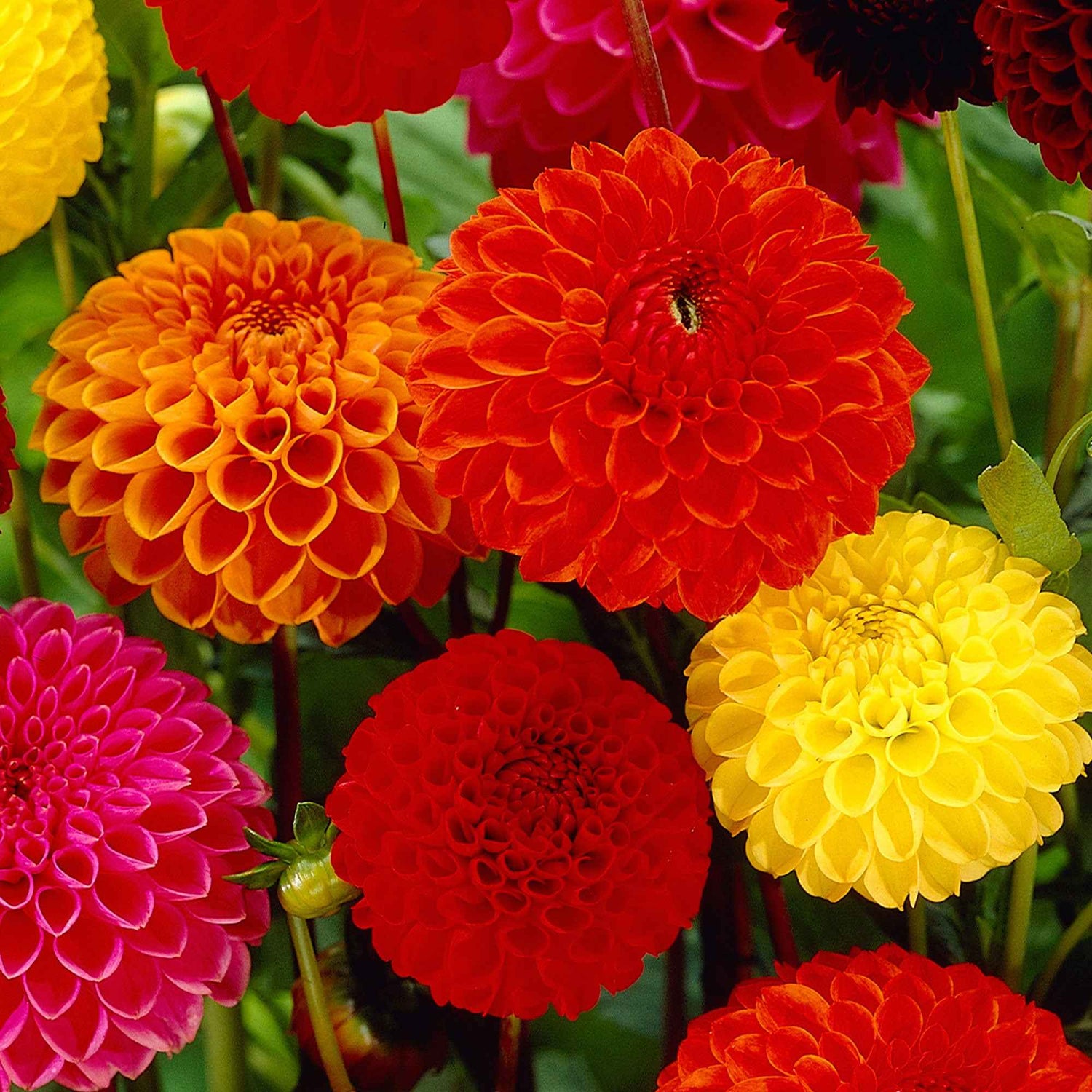 Bulbes de fleurs biologiques