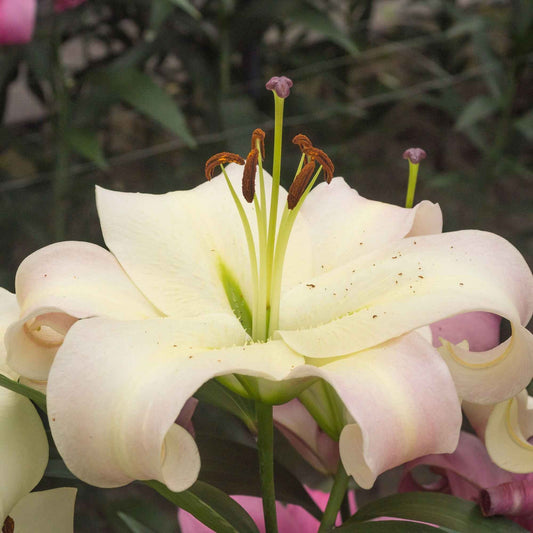 5x Lys Lilium Like A Tree 'Pretty Woman' blanc - Arbustes à papillons et plantes mellifères