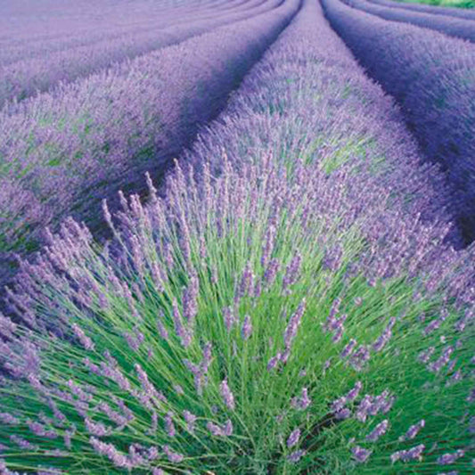 Lavande Lavandula angustifolia - Biologique violet 4 m² - Semences d’herbes - Fleurs comestibles