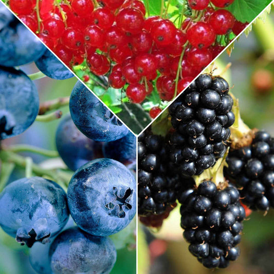 3x Arbuste fruitier Groseille 'Jonkheer van Tets', myrtille 'Reka', mûre 'Black Satin' - Mélange 'Une confiture fruitée' - Biologique - Cadeau écologique