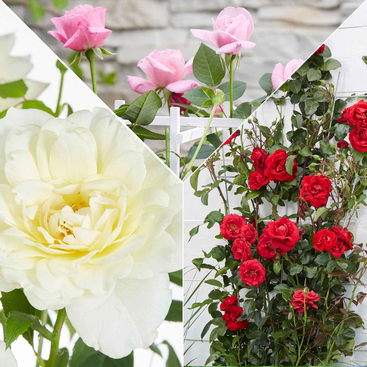 Lot 3 Rosiers Grimpants – Orange, Rouge & Blanc – Floraison Abondante, Parfumée, Pour Murs, Clôtures, Pergolas