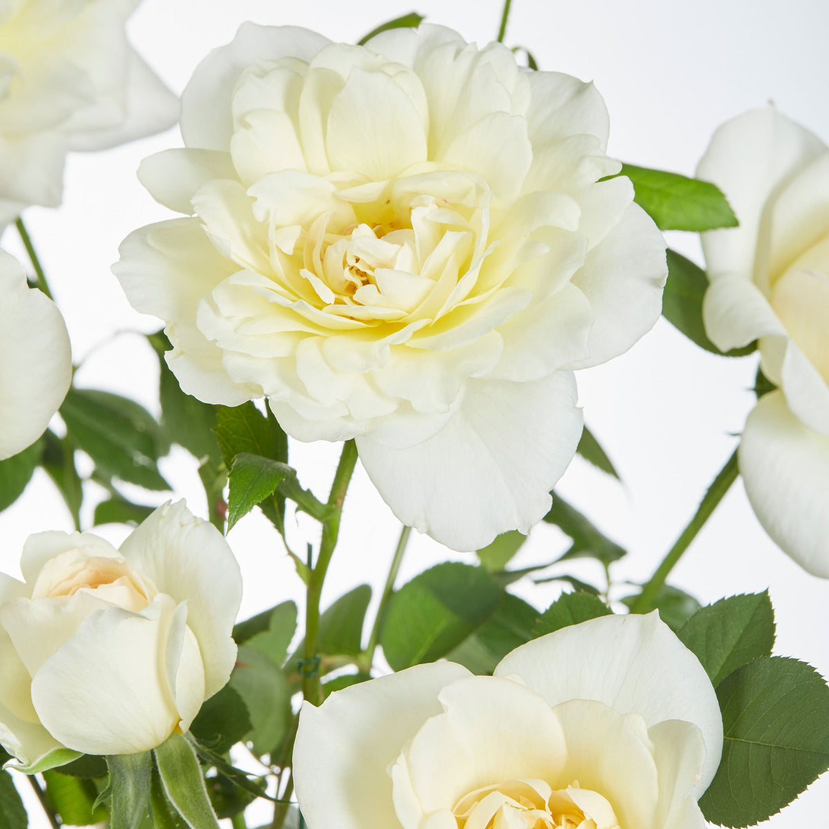 Vente 3 Rosiers grimpants parfumées en mélange - Rosa hybride