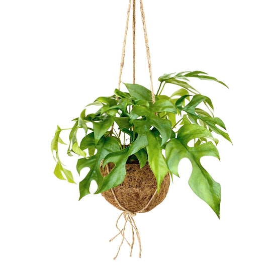 Monstera minima et son pot en fibre de noix de coco - Bakker