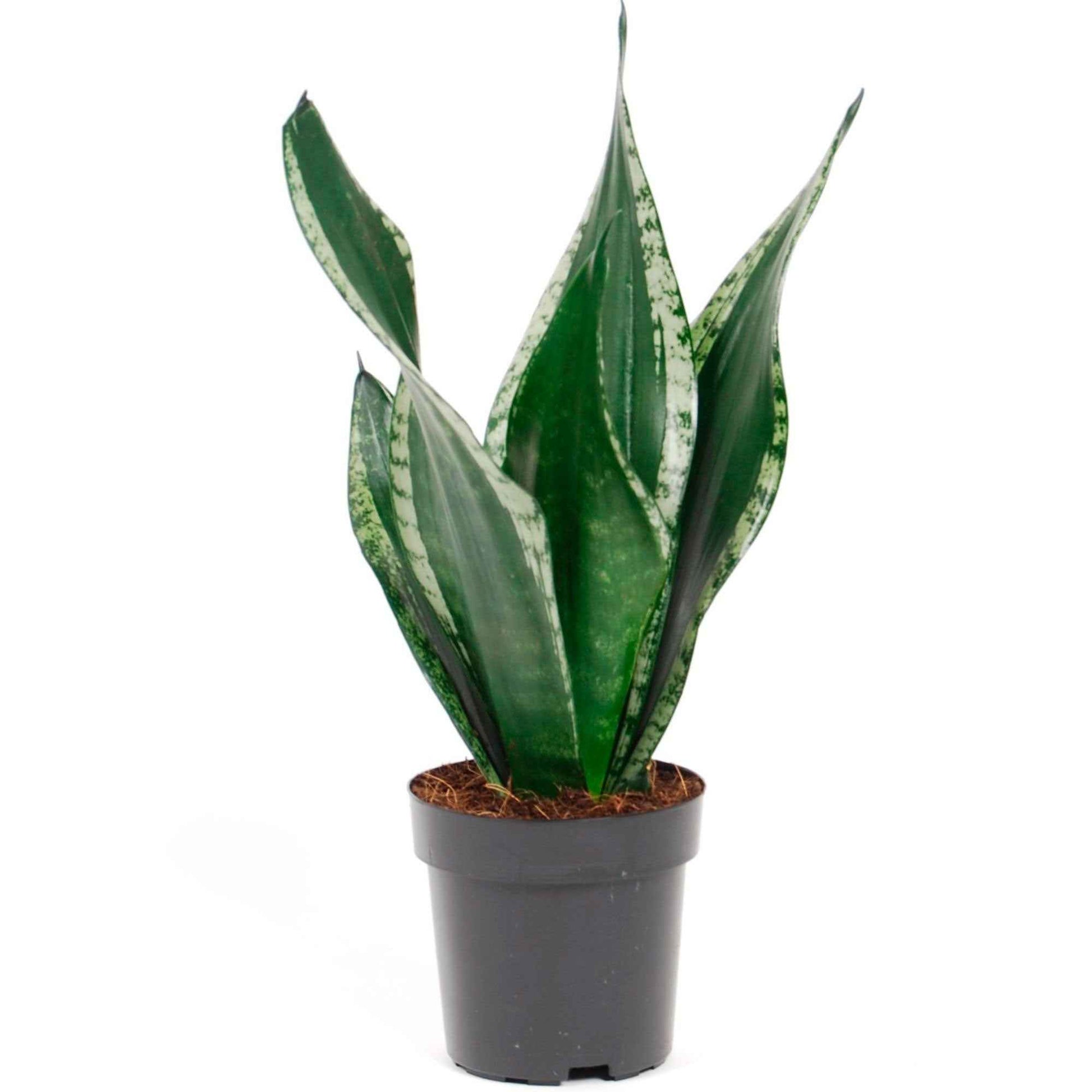 Langue de belle-mère Sansevieria Grey Stripe - Bio - 1x hauteur de livraison 40-60 cm, pot de Diamètre 12 cm - Facile d’entretien - undefined